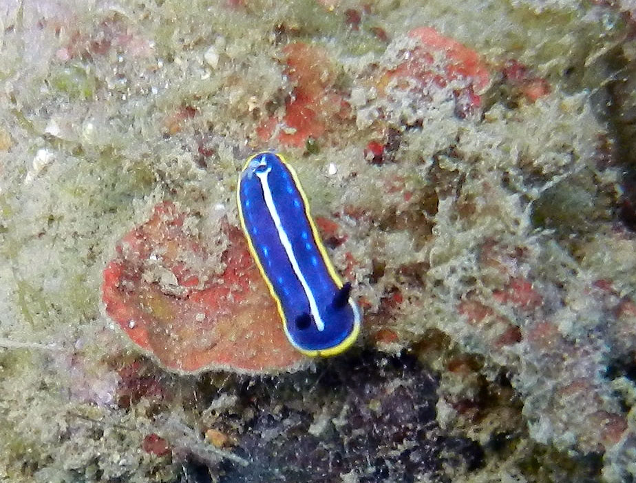 Nudibranco da identificare: Hypselodoris?